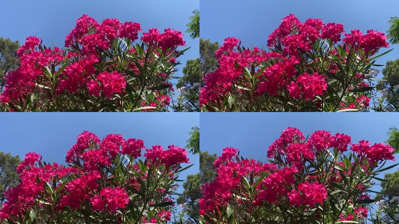 粉色夹竹桃杜鹃花在湛蓝的夏日天空下。美丽明亮的夹竹桃灌木丛在热带花园中抵御蓝色的天堂。