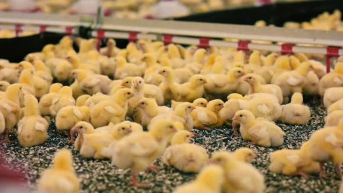 在家禽场生长的黄色鸡。雏鸡的生产。有小肉鸡的农业农场。机库里有很多鸡。