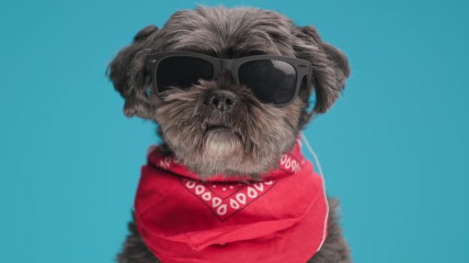 可爱的梅蒂斯狗，态度几乎不动，戴着太阳镜和蓝色背景上的红色头巾摆姿势