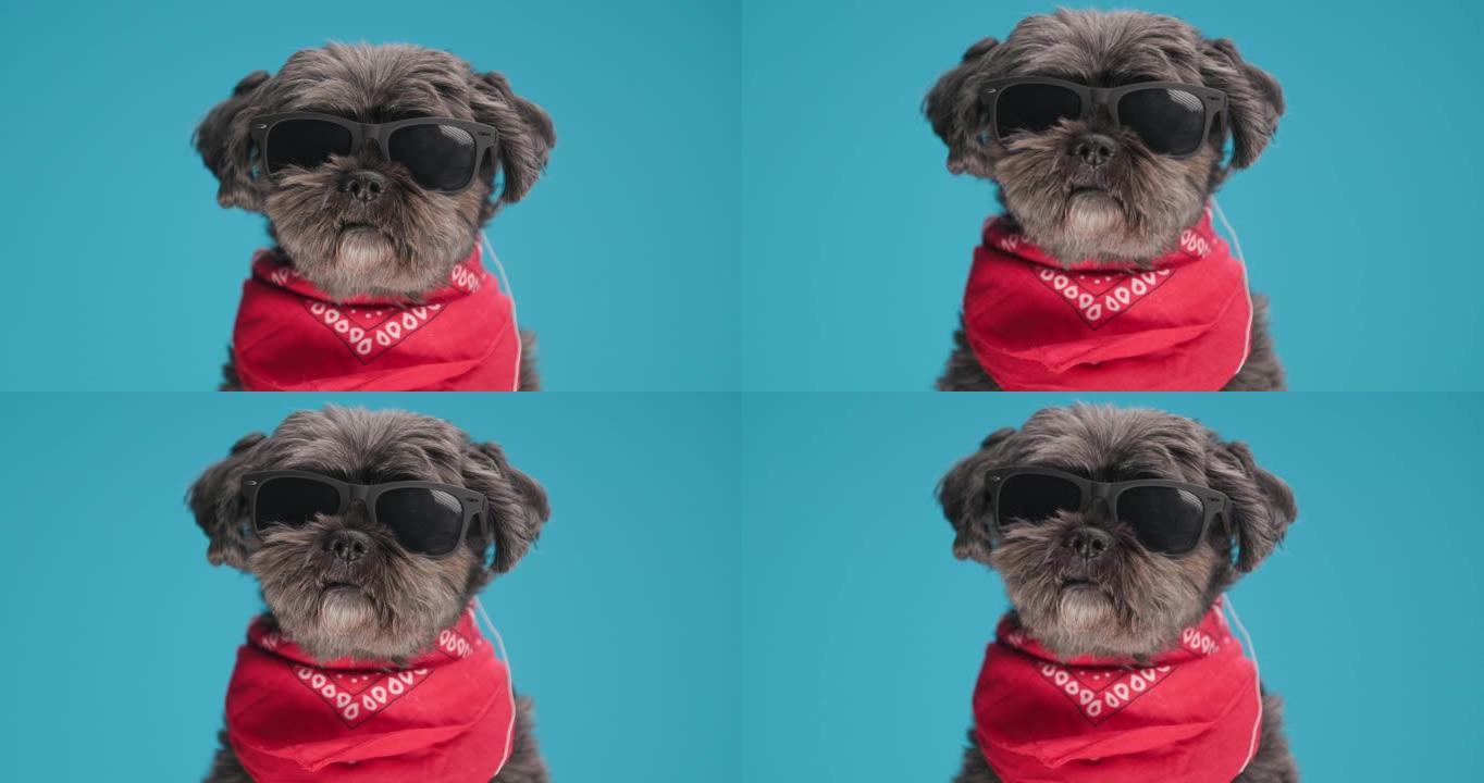 可爱的梅蒂斯狗，态度几乎不动，戴着太阳镜和蓝色背景上的红色头巾摆姿势