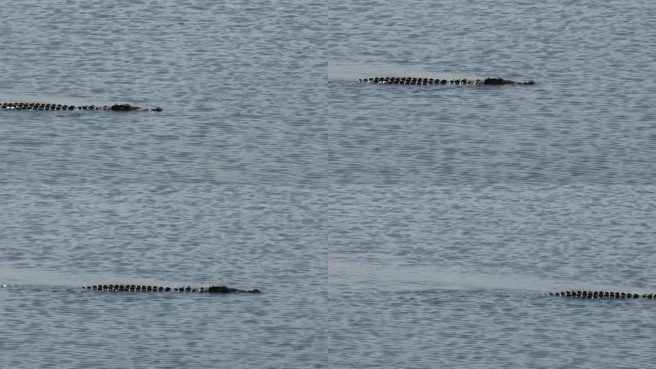 鳄鱼在水中缓慢游动的侧面轮廓