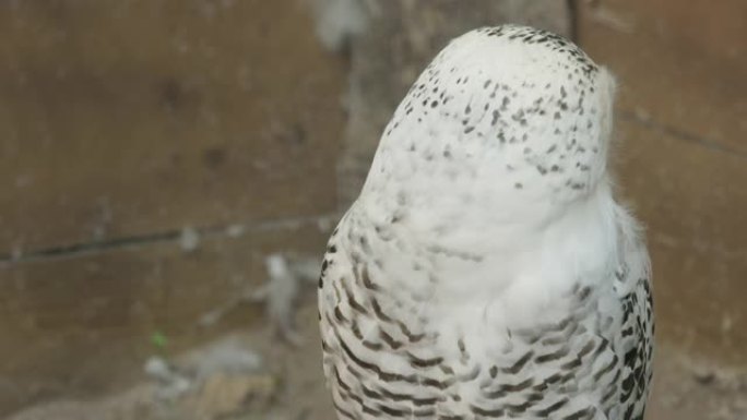 圈养的雪鸮