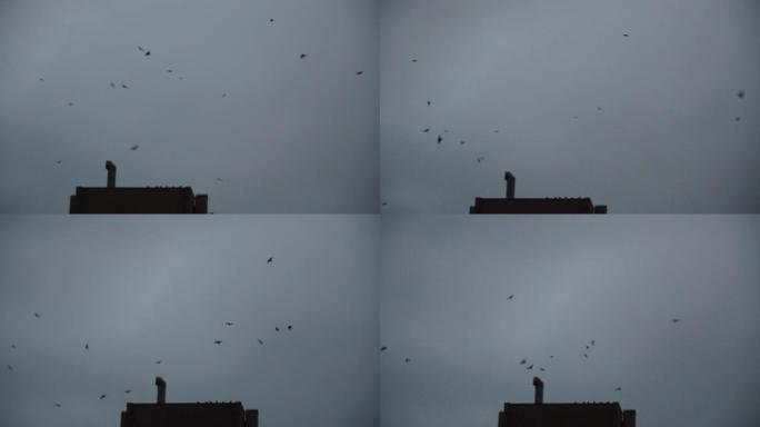 早晨，一群乌鸦飞过城市的房屋