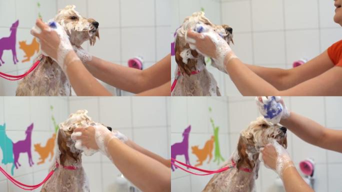 美容沙龙的女性美容师用浴缸里的洗发水洗脸。
