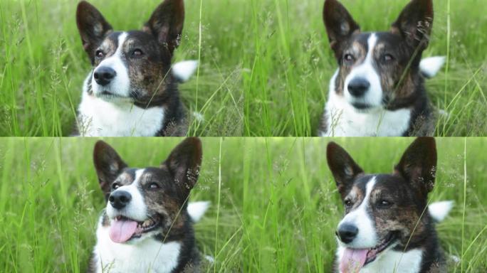 户外草地上成年柯吉开衫狗的肖像