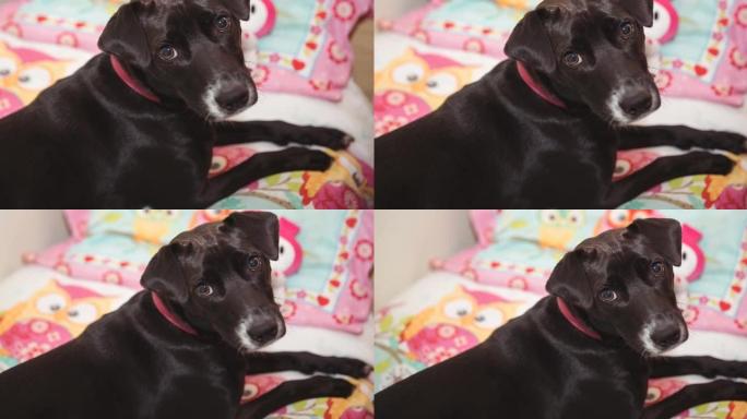 躺在床上看相机的黑白小宠物狗的特写