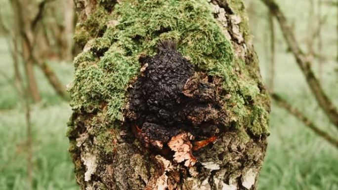 在夏季森林的桦树树干上生长的chaga蘑菇。野生生食chaga寄生真菌或真菌用于传统民间替代医学治疗