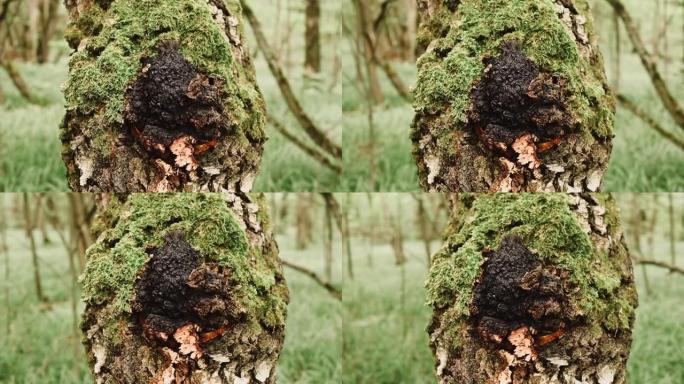 在夏季森林的桦树树干上生长的chaga蘑菇。野生生食chaga寄生真菌或真菌用于传统民间替代医学治疗