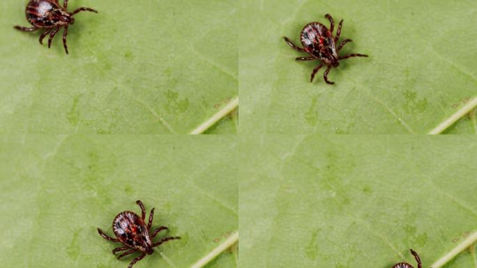Ixodid的tick在绿叶或草叶上爬行。传染病携带者，可怕的吸血爬行虫