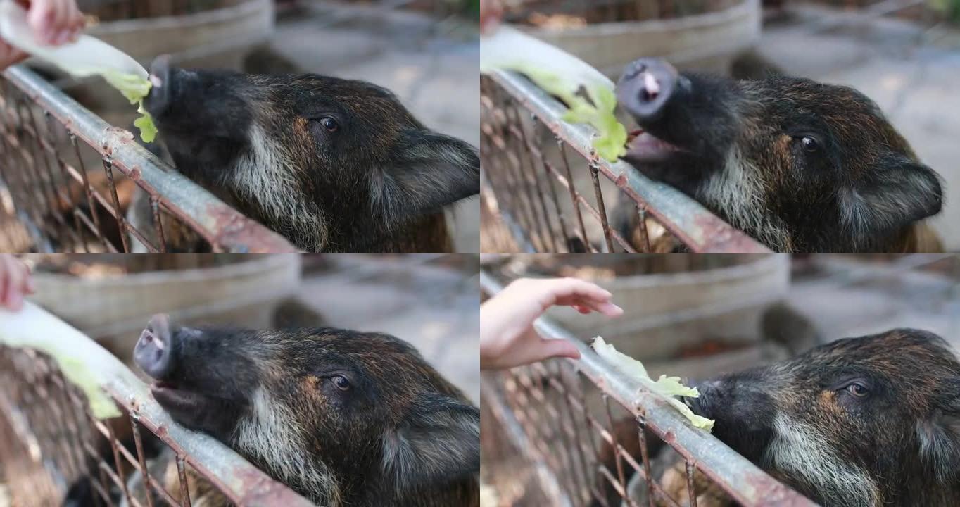 小孩用手喂猪小孩用手喂猪