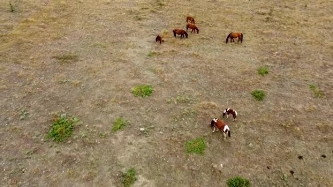 马群在田野上马草，自然红白纯种运动三天，年轻的外面