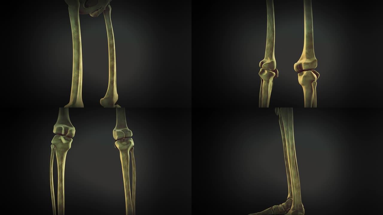 人体的腿骨架