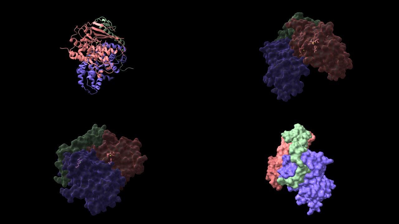CDK4 (粉红色) 与细胞周期蛋白D1 (蓝色) 和P27抑制剂 (绿色) 配合物的晶体结构。