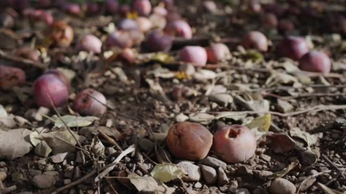 腐苹果躺在农民花园里苹果树下的地上。丢失的产品和损失