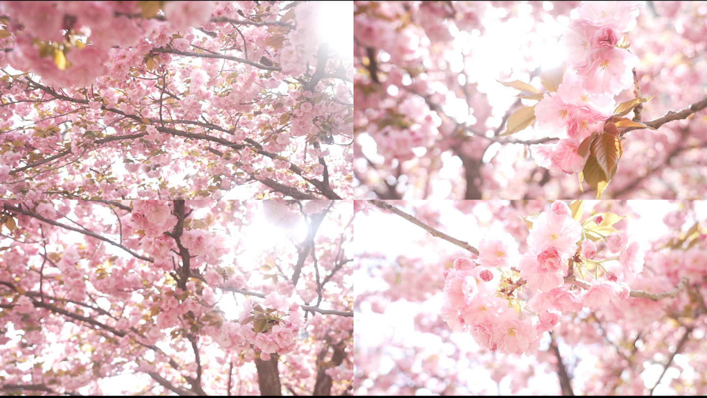 清明节阳光微风梦幻浪漫粉色樱花树下妇女节