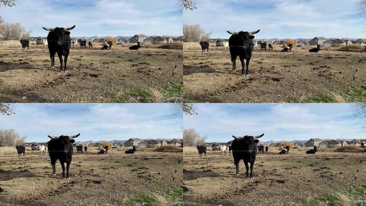 城市中部的牛蔓延着新的房屋，小农场被美国西部的建筑开发包围着4k视频系列