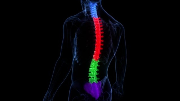 脊髓脊柱人体骨骼系统解剖动画概念