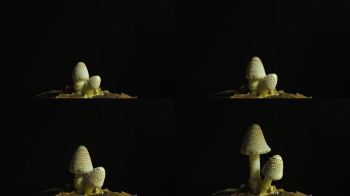 从土壤中生长的蘑菇延时4k镜头。