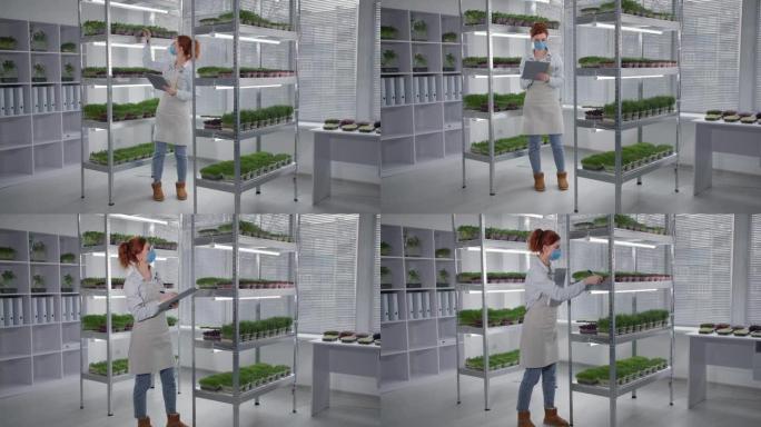 小型企业，戴着医用口罩的年轻女子在温室货架上的容器中检查有机植物的生长条件