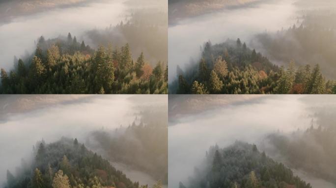 山脉秋季森林雾黎明无人机视图
