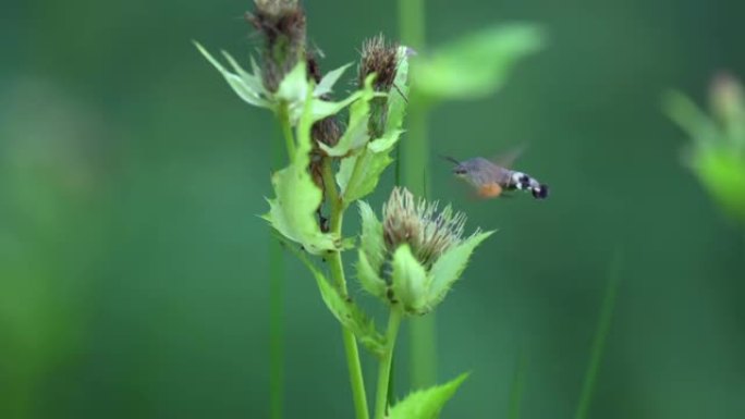 稀有的蝴蝶蜂鸟鹰蛾 (Macroglossum stellatarum) 在摄食花蜜时在视频中捕获。