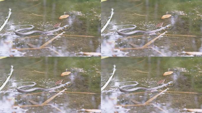黄色耳朵的无毒蛇在杂草丛生的水池中游泳，寻找猎物