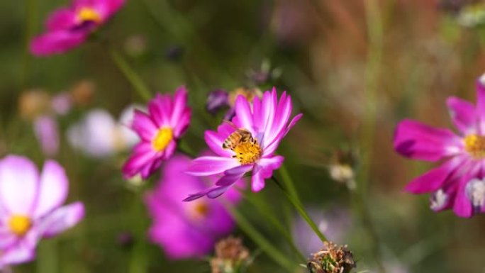 在大风晴天，4k慢动作镜头，蜜蜂在粉红色的花朵上收集蜂蜜，美丽的Cosmos bipinnata (
