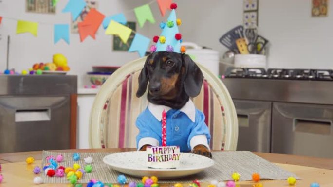 穿着蓝色衬衫和节日帽子的可爱的腊肠狗小狗在周年纪念派对上尝试生日蛋糕，他不喜欢它，正面看。为庆祝而装