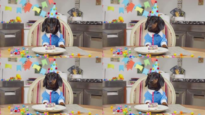 穿着蓝色衬衫和节日帽子的可爱的腊肠狗小狗在周年纪念派对上尝试生日蛋糕，他不喜欢它，正面看。为庆祝而装