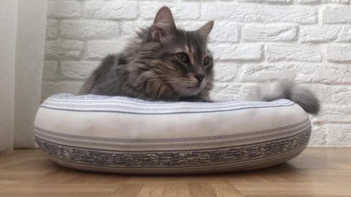 可爱的灰色虎斑猫躺在家里客厅地板上的靠垫床上