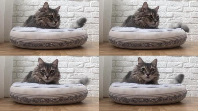 可爱的灰色虎斑猫躺在家里客厅地板上的靠垫床上