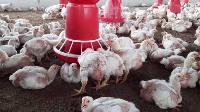 虐待动物。家禽农场。集约化大型工厂化养鸡。30 000只鸡在肉鸡屋里呆了一个月，然后去屠宰场