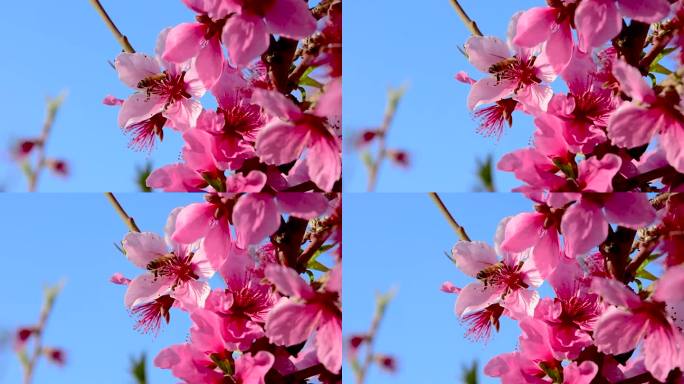 春天蜜蜂钻到桃花花朵里采蜜