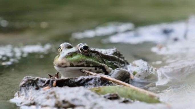 绿蛙坐在河边的岸边，极端特写，蟾蜍的肖像