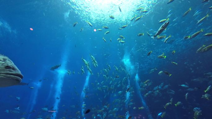 海南三亚海棠湾亚特兰蒂斯酒店水族馆