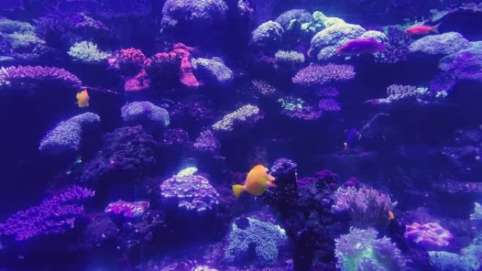 海底世界在一个水族馆里，不同种类的鱼在明亮的绿藻，五颜六色的石头，美丽的令人惊叹的鱼与大鳍和形状