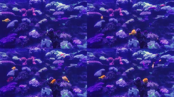海底世界在一个水族馆里，不同种类的鱼在明亮的绿藻，五颜六色的石头，美丽的令人惊叹的鱼与大鳍和形状
