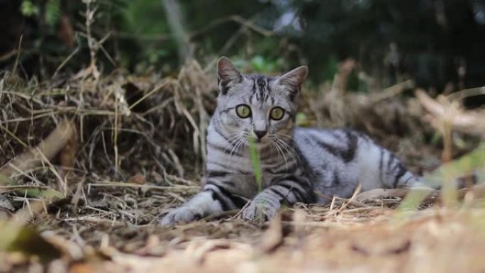 一只躺在地上的条纹野猫的特写镜头，背景模糊的树木正在森林中向左和向右倾斜。可爱的猫和小猫素材