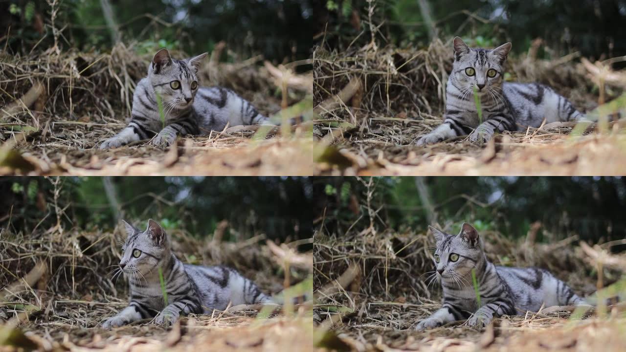 一只躺在地上的条纹野猫的特写镜头，背景模糊的树木正在森林中向左和向右倾斜。可爱的猫和小猫素材