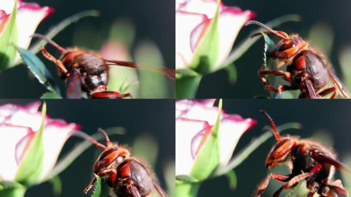 黄蜂从花中收集花蜜。一只黄蜂坐在花园里的一朵玫瑰上。维皮科。维皮那科。黄蜂子宫。花园里的昆虫。Pol