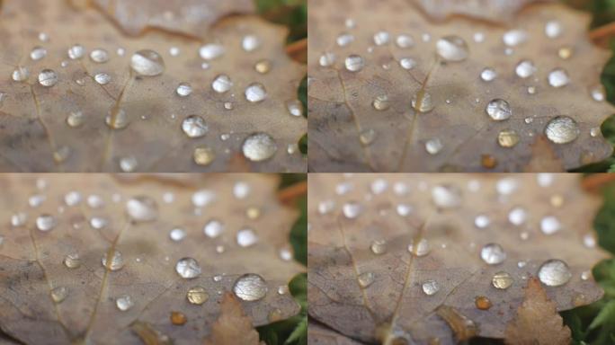 棕叶上雨滴的宏观拍摄.4k