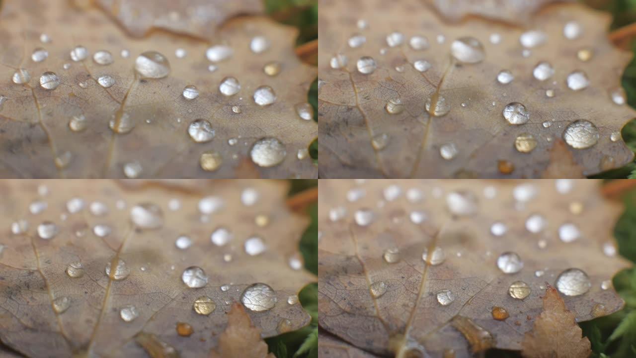 棕叶上雨滴的宏观拍摄.4k