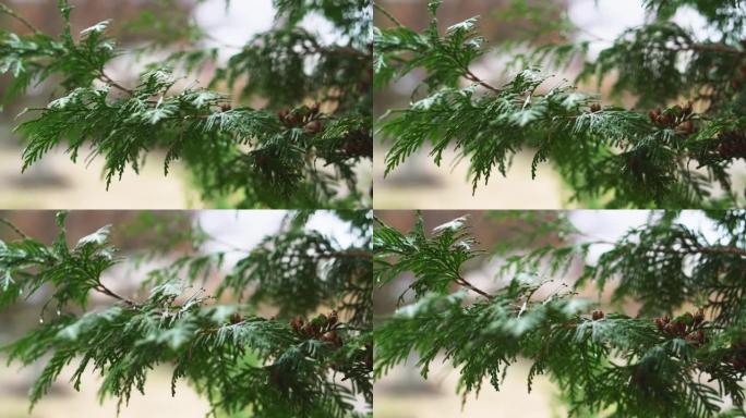 雨落在崖柏的叶子上。雨滴在雨季击中了崖柏的叶子。崖柏是一种常绿针叶植物特写。