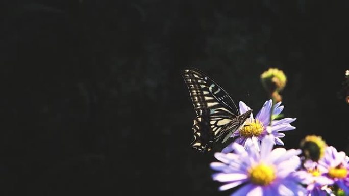 一只美丽的燕尾蝶坐在灯盏花上