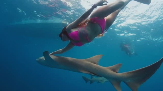 和鲨鱼一起游泳。女人在粉红色性感比基尼游泳与鲨鱼在热带海洋