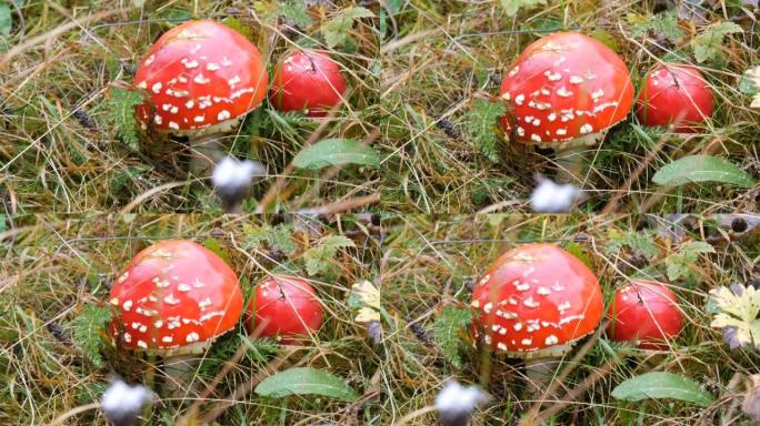 大红蝇木耳在草秋天在10月。蘑菇的收获季节
