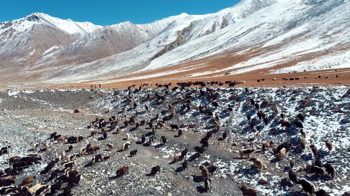 4k航拍牦牛新疆牦牛帕米尔高原畜牧业