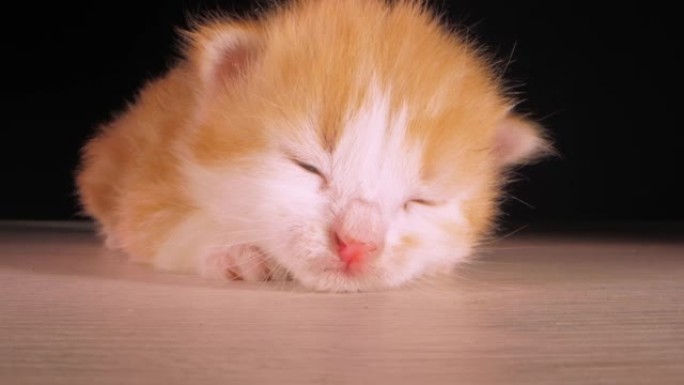 小猫可爱的动物甜猫喵喵叫睡着了