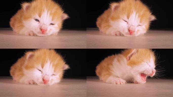 小猫可爱的动物甜猫喵喵叫睡着了