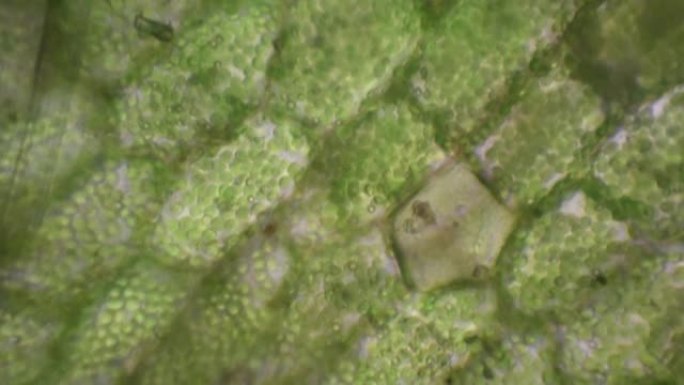 显微镜下的肝叶，叶绿体，延时，肝或地草